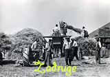 Zadruge